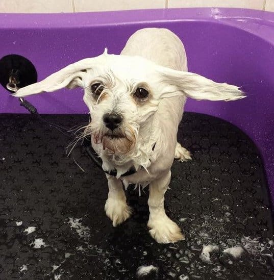 Dog Grooming Bathing Tips How To Shampoo A Dog The Paw Pad