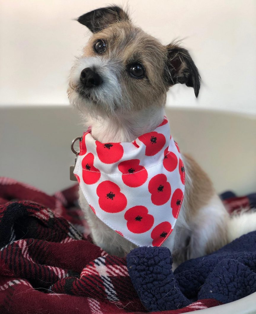 Mo the dog
