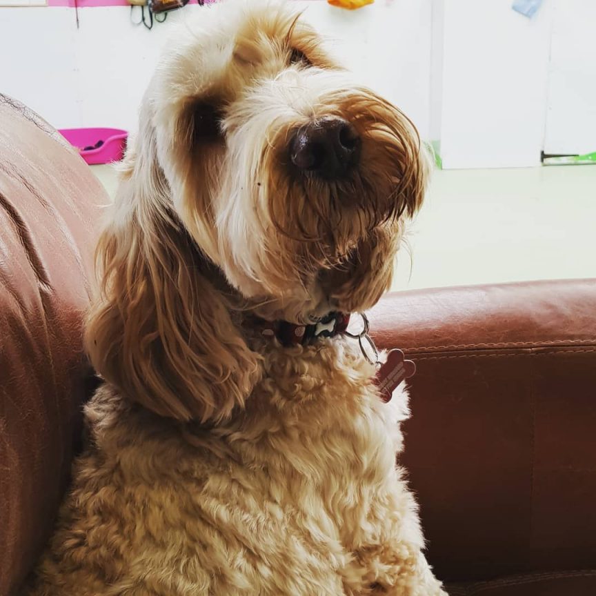 Perry the Cockerpoo