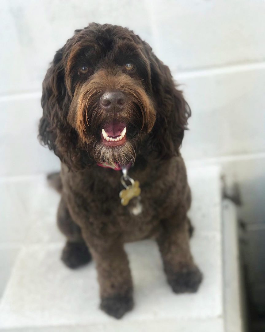 Lucy the Cockerpoo