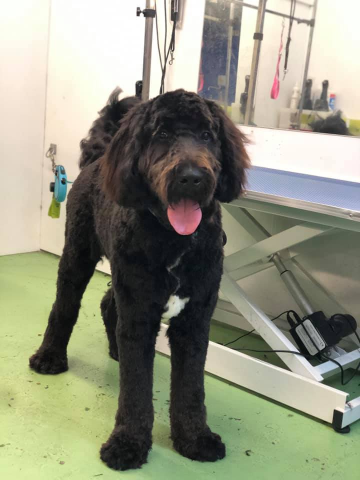 Ted the dog