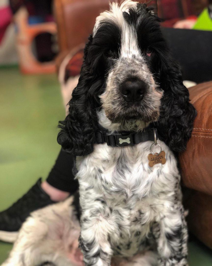 Buddy the dog