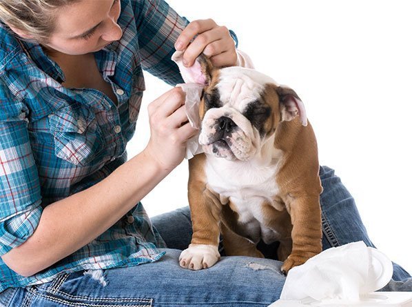 Cleaning a dogs ears