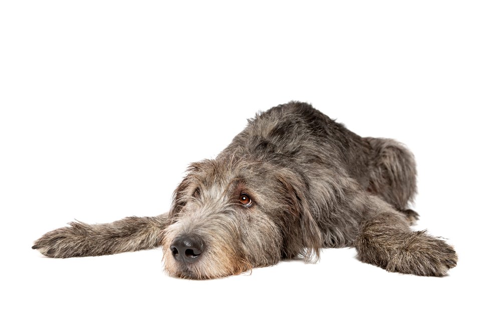 Irish Wolfhound lying down and cute