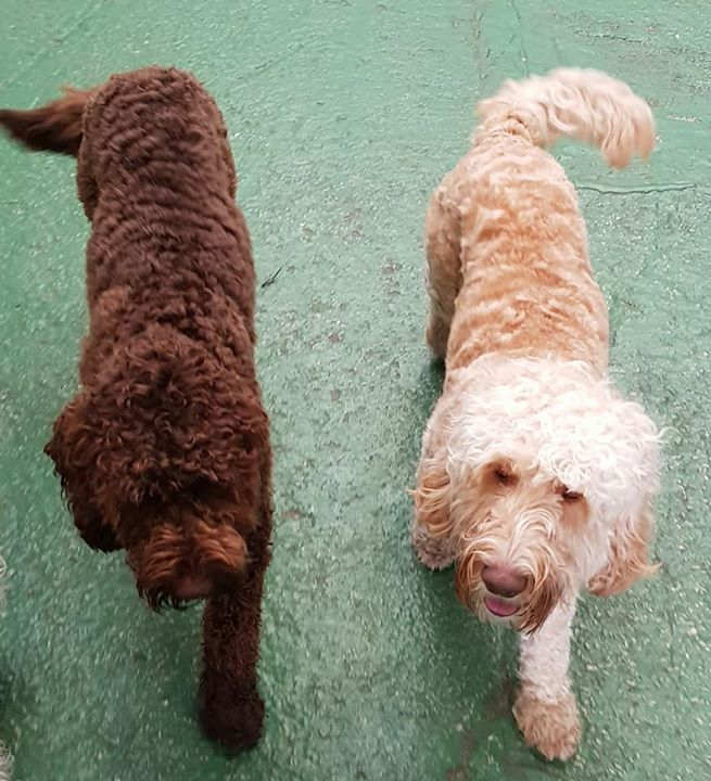 anti allergy dogs uk