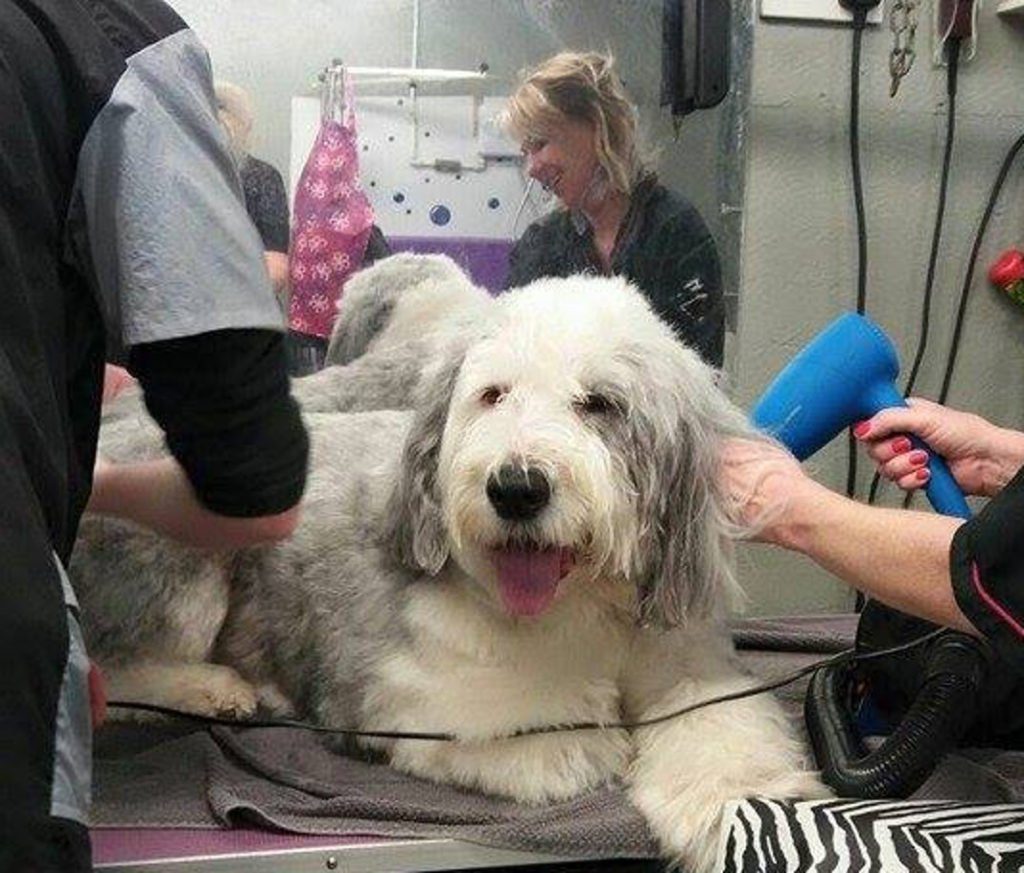 A dulux type dog having its coat dried by a happy student