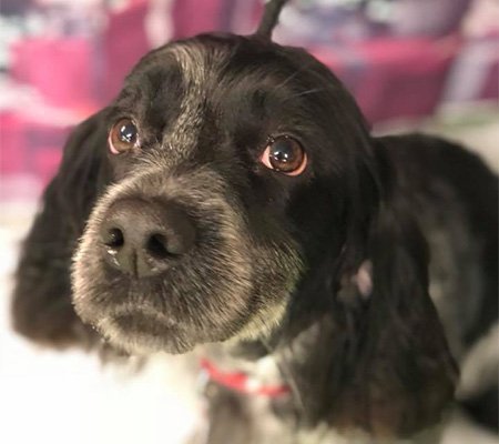 cute black spaniel