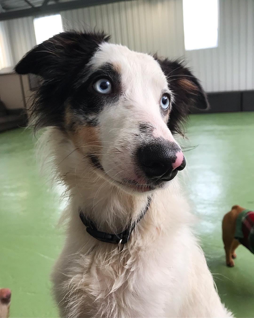 A close up picture of a dog with piercing eyes