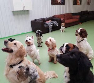 9 dogs all sitting down looking at their trainer