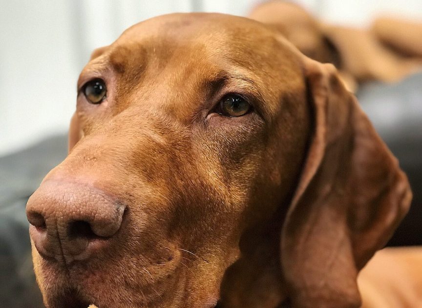 Dexter the Vizsla