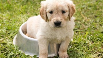 Dog Grooming Course Diploma