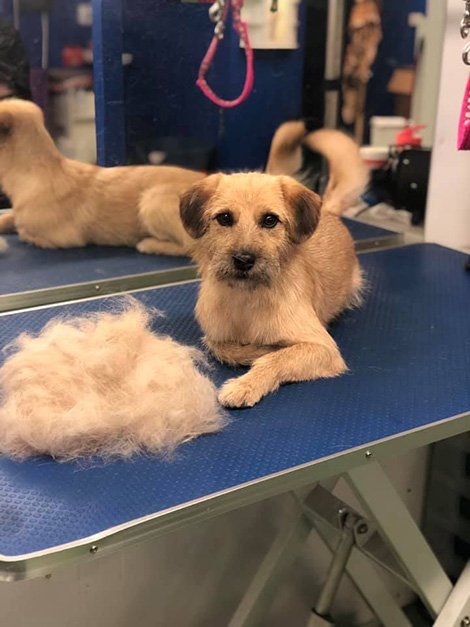 dog grooming salon
