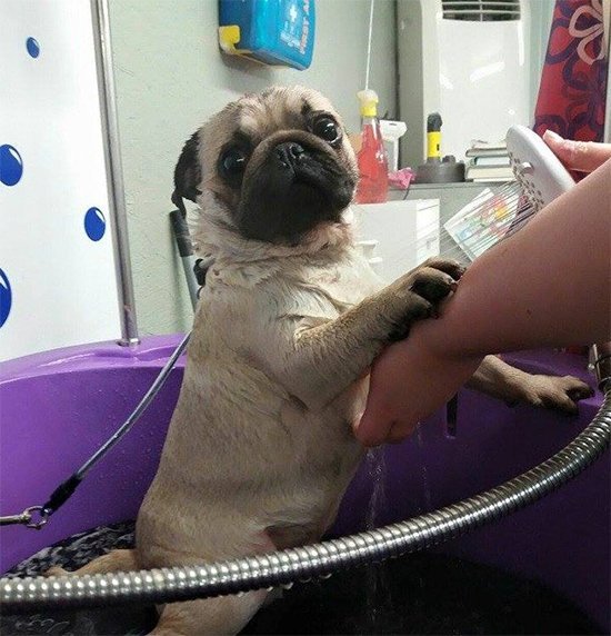 Paw Pad Dog Bath