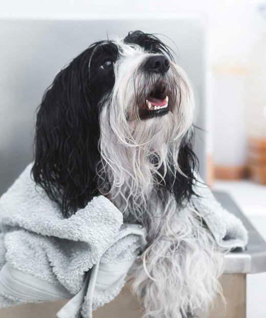 black and white cute dog with a towel looking happy