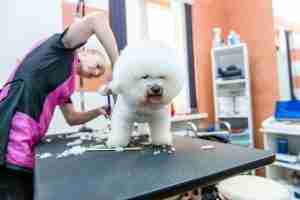dog groomer grooming a bichon frise