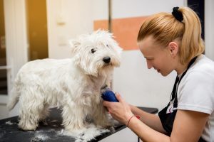 Westie at the Dog Groomers