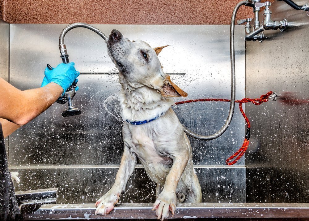 dog being bathed at a dog groomers and shaking water everywhere