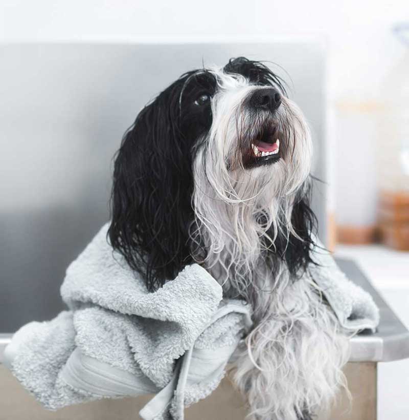 dog being bathed