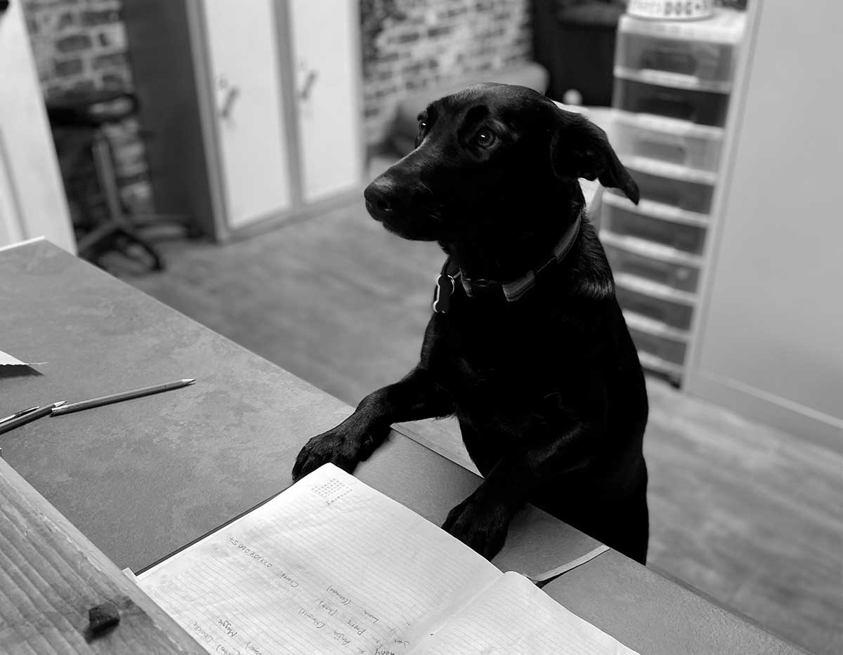 The Black Boss Dog