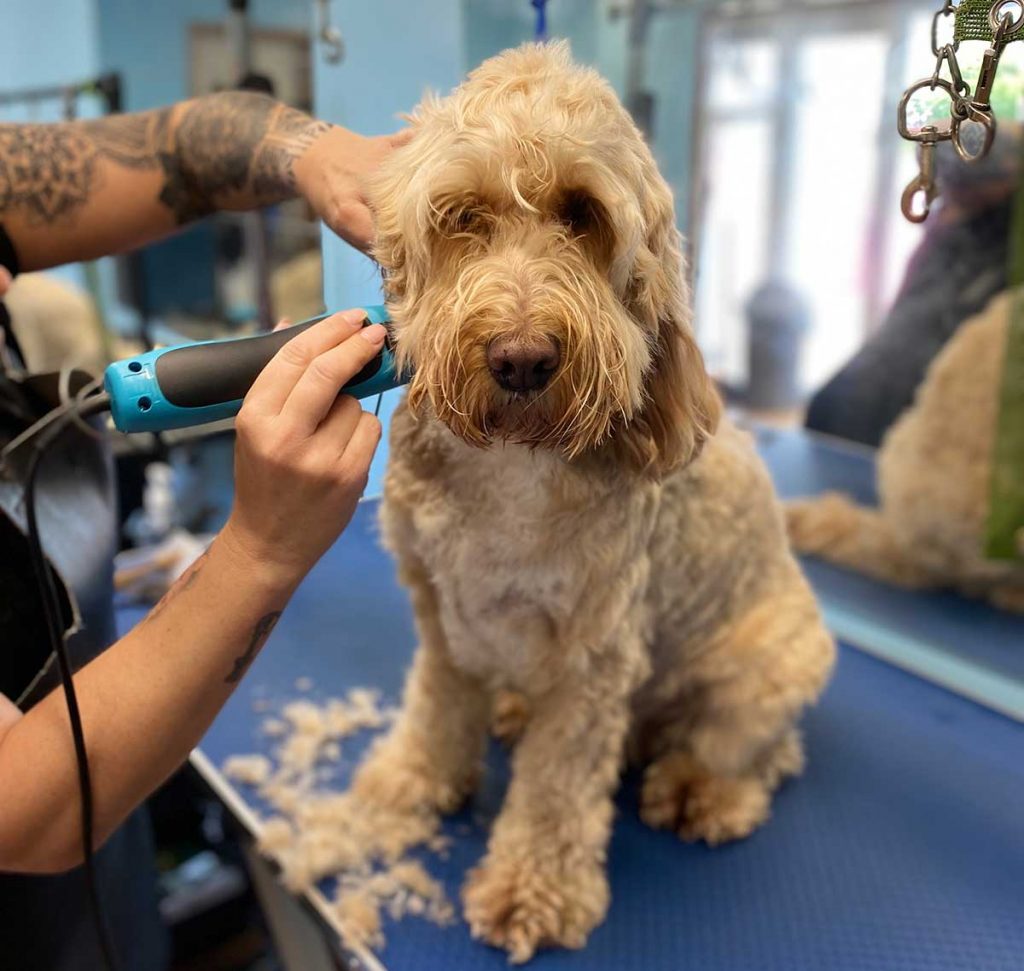 Dog grooming - cutting dog's hair