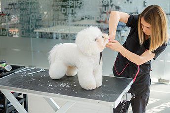 Dog grooming - cutting dog's hair