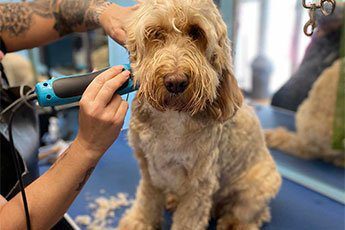 Brown Dog being Groomed