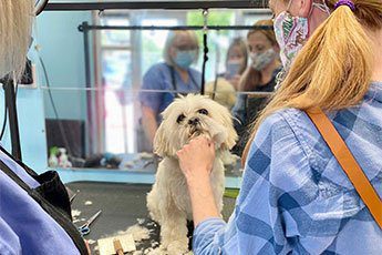 Dog grooming - cutting dog's hair