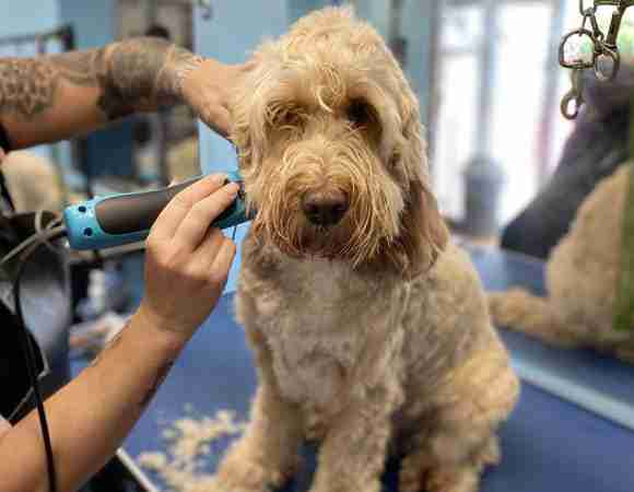 Pawpad Dog Grooming