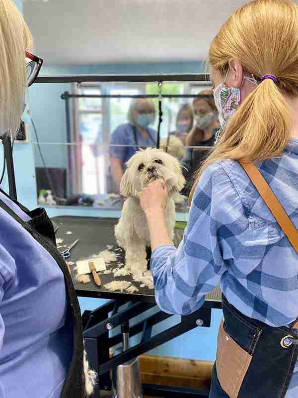 woman grooming dog