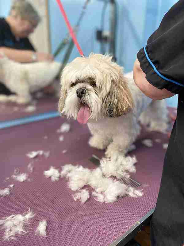 groomed dog