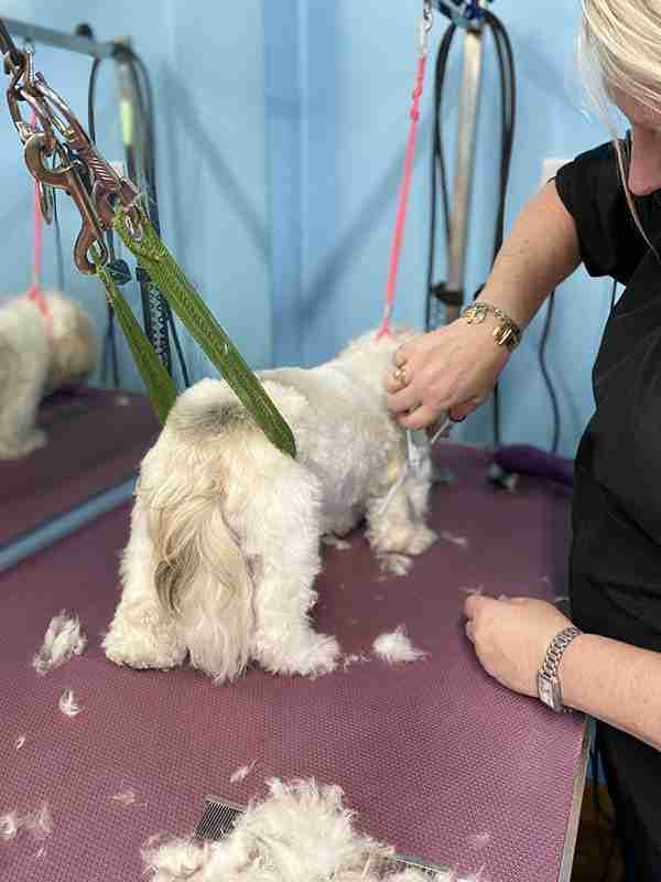 Pawpad Dog Grooming