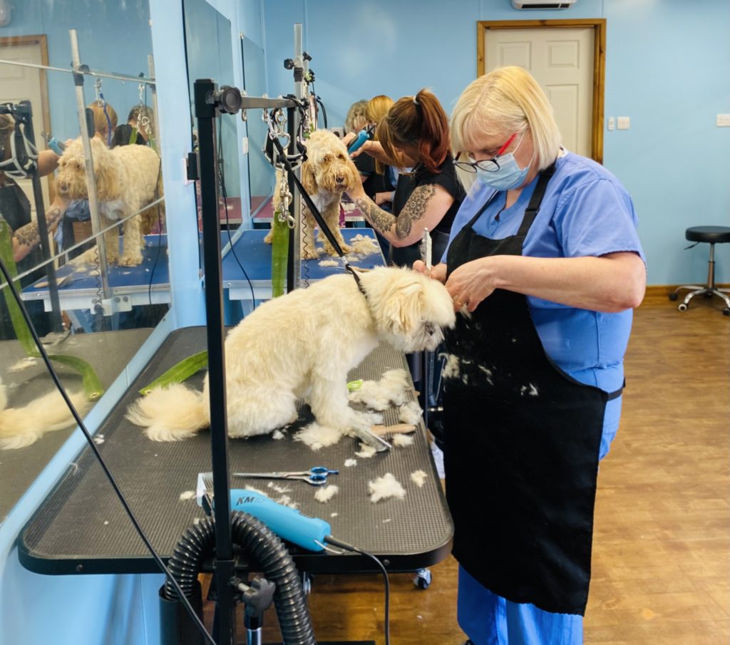 Dog grooming - woman in mask cutting dog's hair