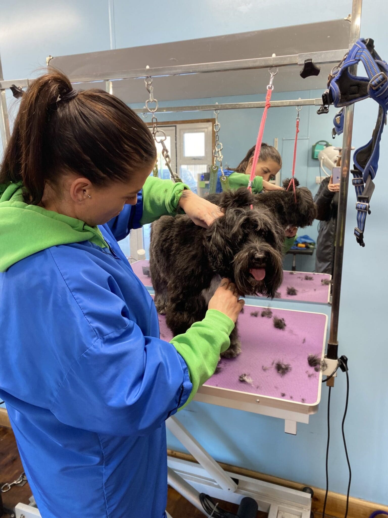 Dog Grooming Training Cheshire Paw Pad Dog Grooming Academy