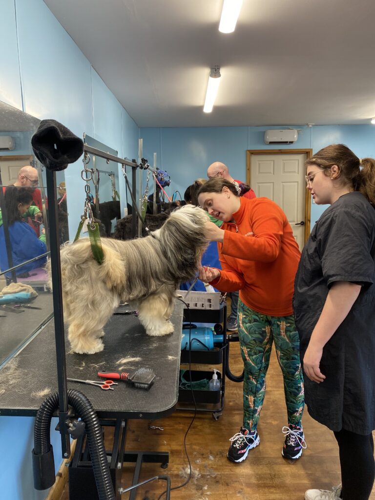 grooming the dog