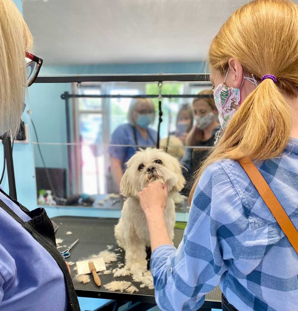 Level 3 Dog Grooming Course Paw Pad Dog Grooming Academy