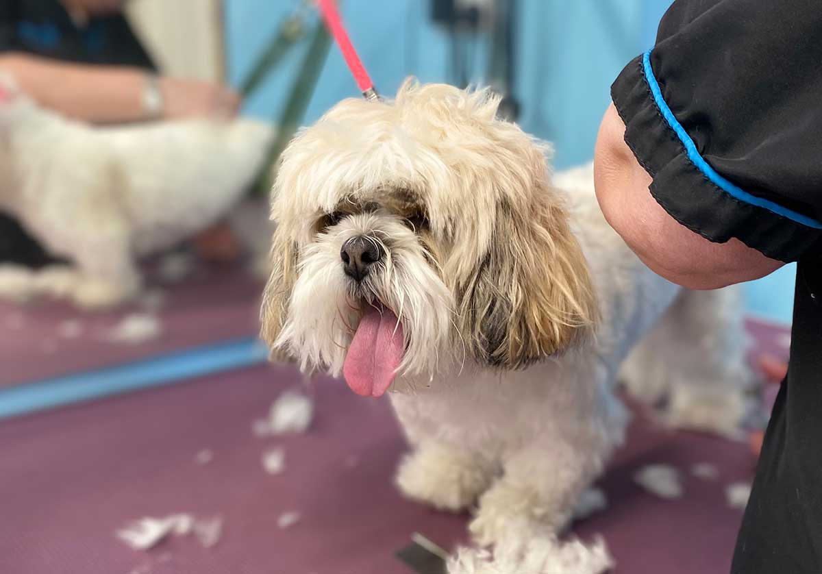 Dog Groomers Training Gallery Paw Pad Dog Grooming Academy