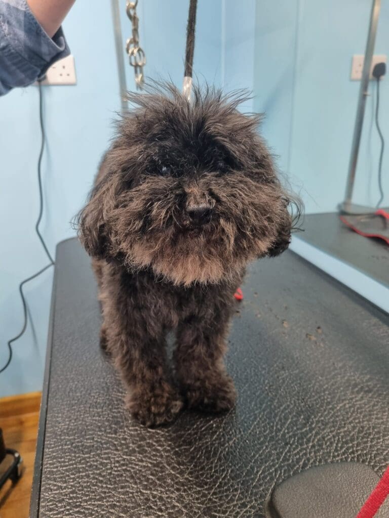 black hairy small dog