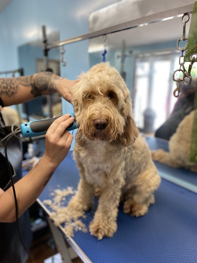 cutting dog's hair
