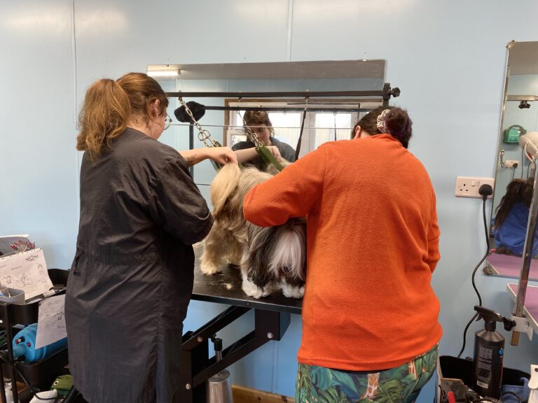 2 pawpad staff grooming the dog