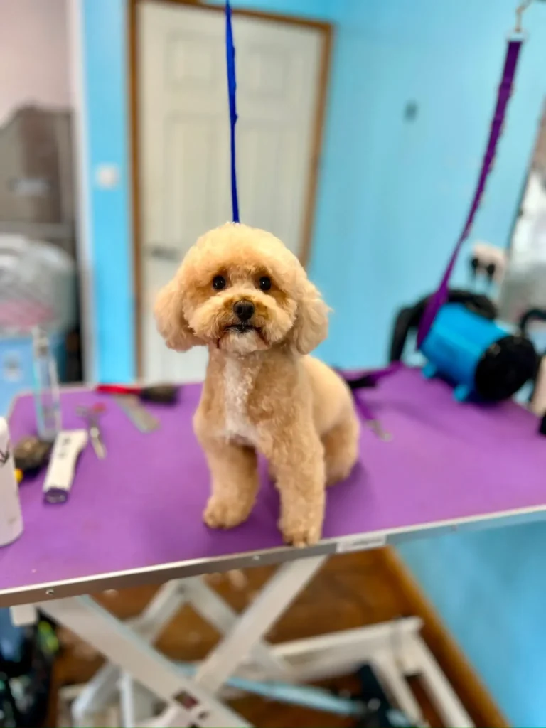 Apricot poodle with a freshly trimmed coat standing on a dog grooming table