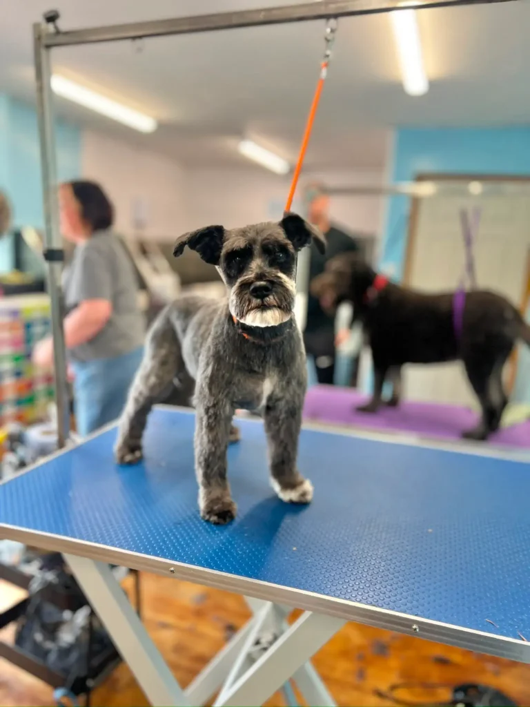 Miniature schnauzer showing its freshly clipped coat after a dog grooming appointment