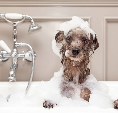 dog-in-the-bath-with-bubbles dog being bathed in a bathroom with bubbles on his head